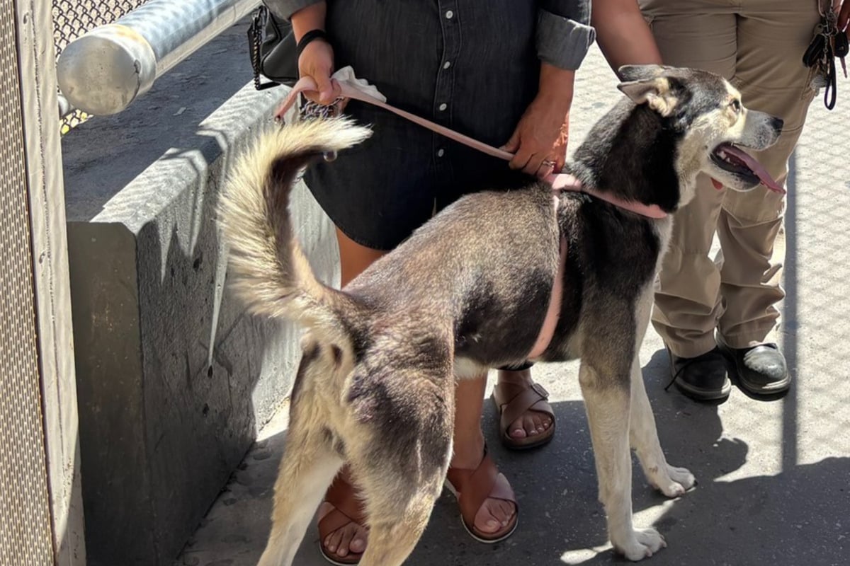 Rescued dog's microchip info reveals his wild international adventure!