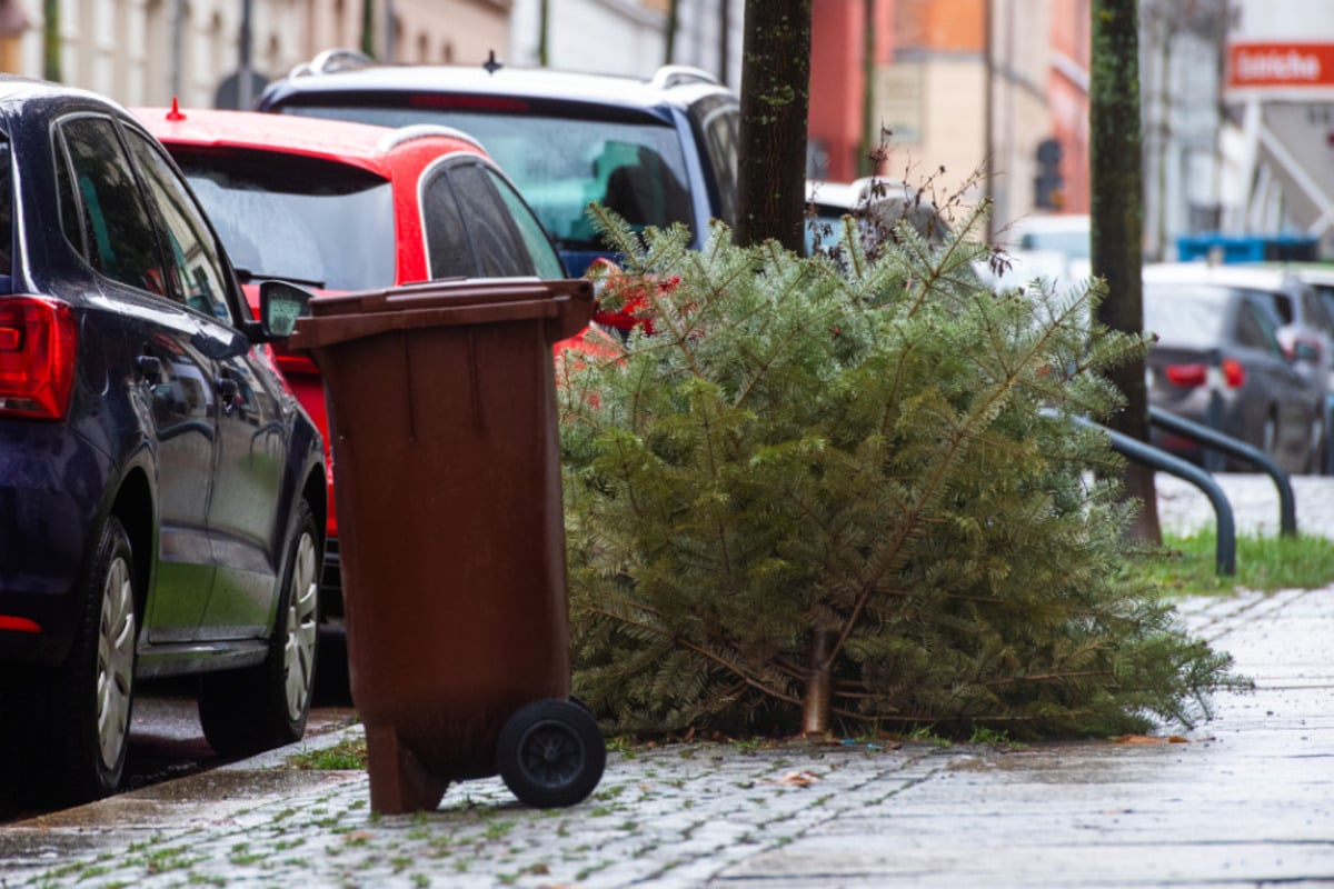Die-Feiertage-sind-vorbei-Wohin-nun-mit-dem-Weihnachtsbaum-