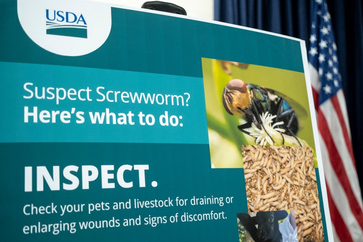 Texas reports new case of flesh-eating pest as governor declares "statewide disaster"