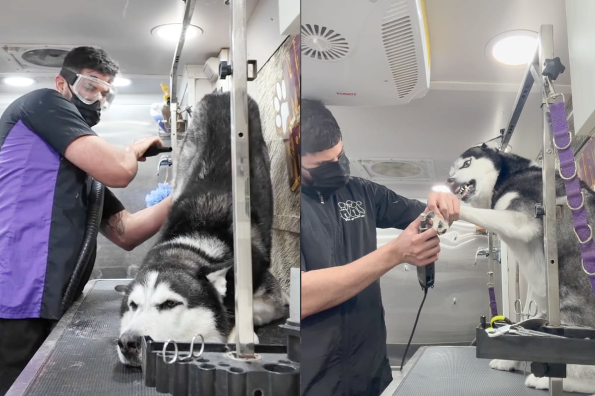 Dog causes total chaos in bloody viral groomer visit straight out of a horror movie