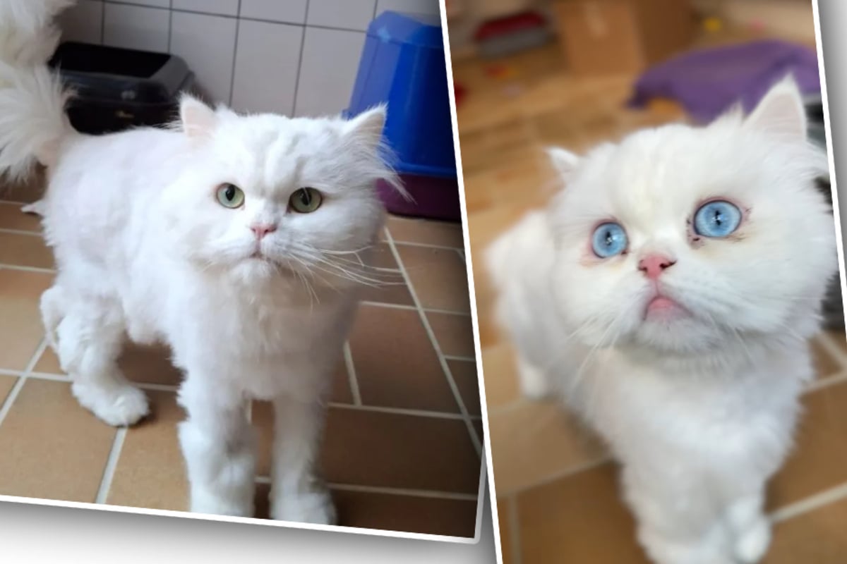 Perserkatzen aus höllischen Verhältnissen gerettet: Trotzdem sind sie super zutraulich und lieb