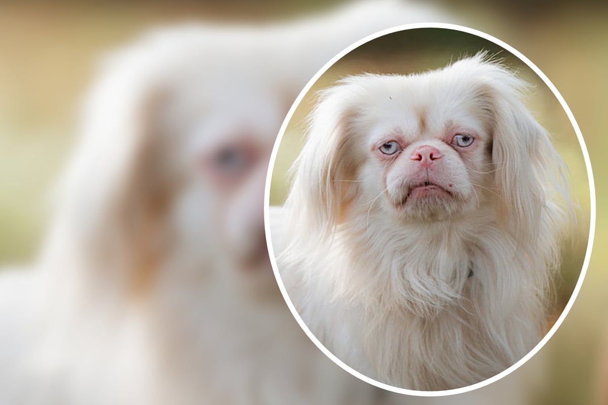 Hitzesensibler-Pekinese-v-llig-vernachl-ssigt-Gibt-es-f-r-Hubertus-noch-ein-Happy-End-