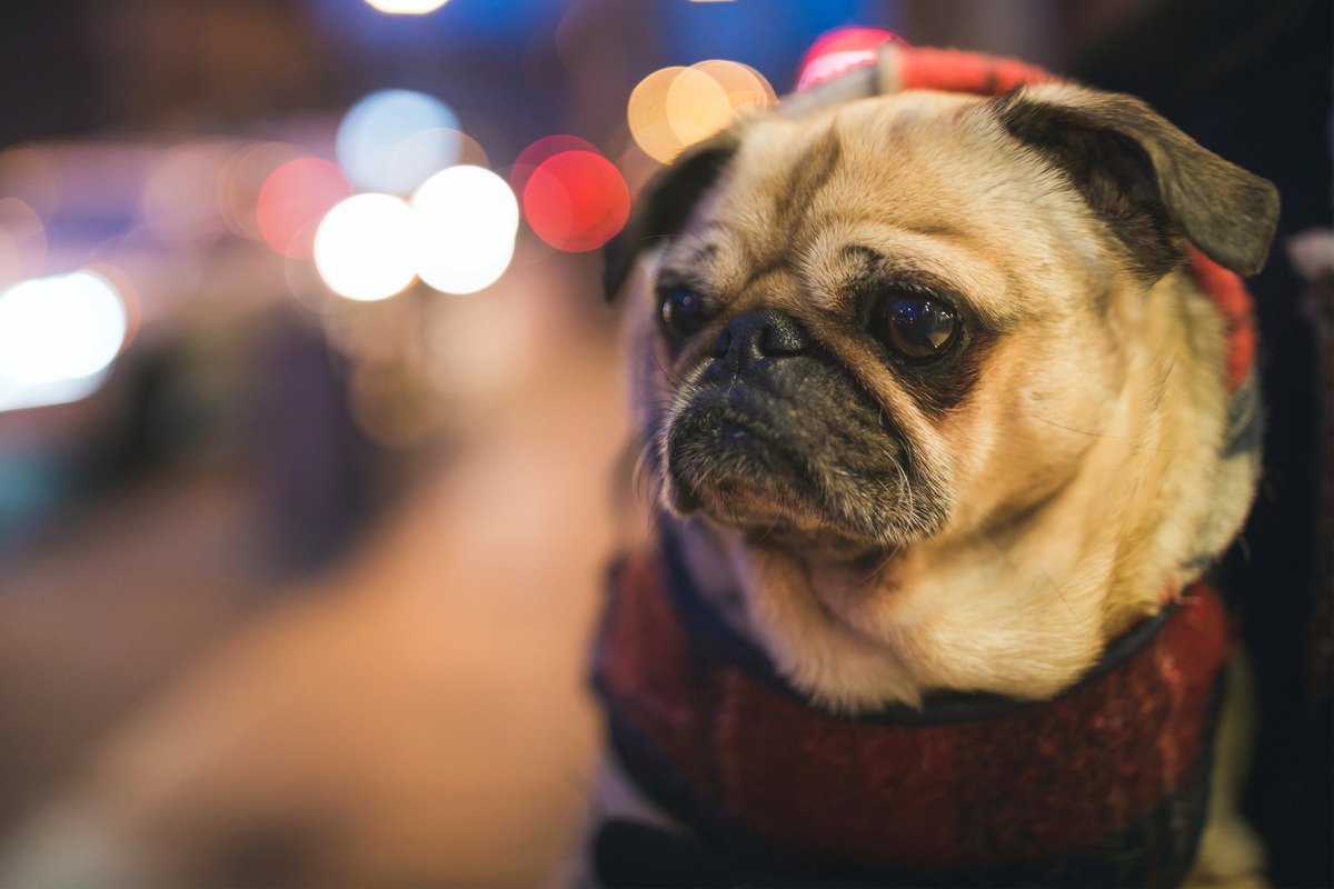 What is the ugliest dog in the world?