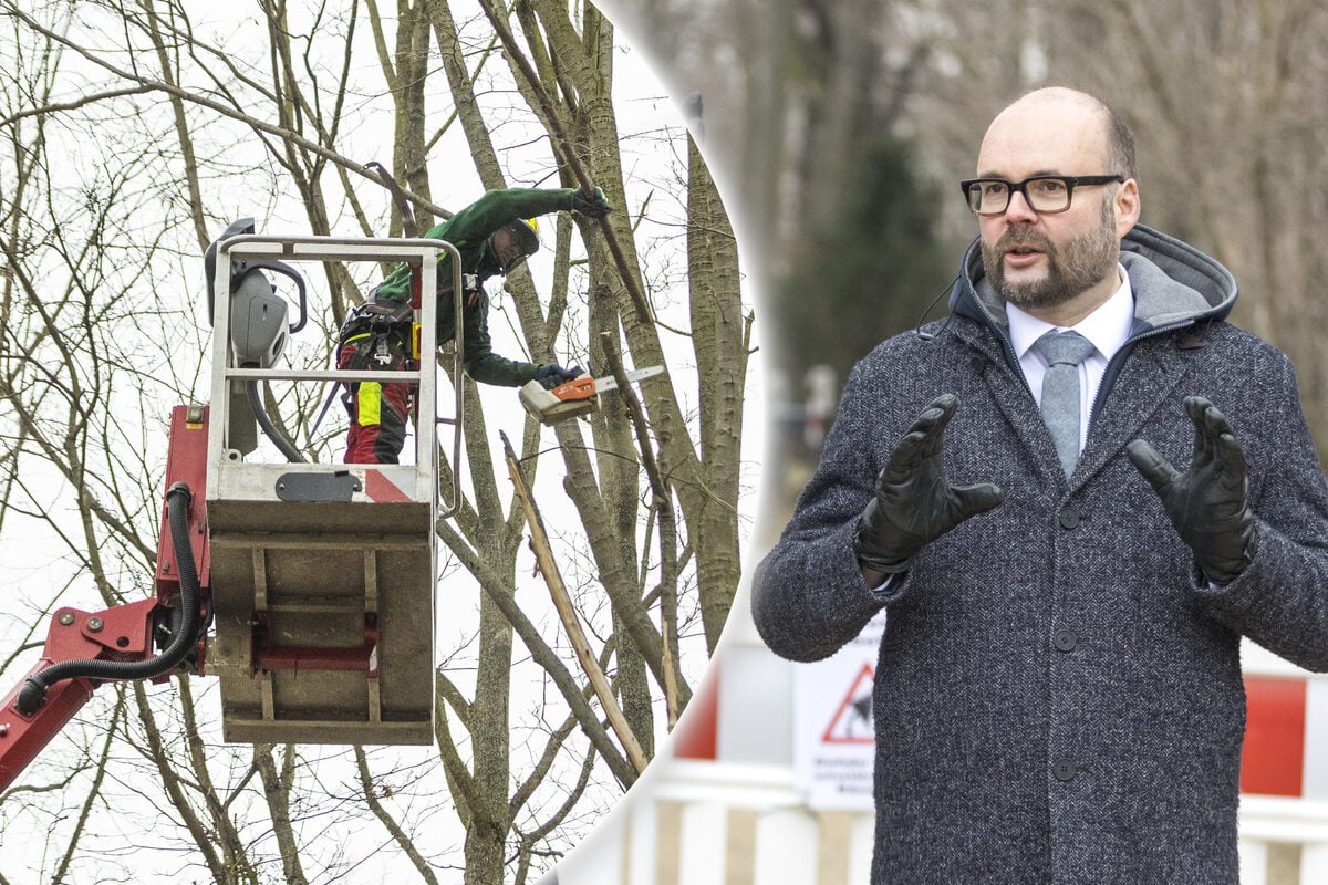 Gro-er-Garten-wird-freigeschnitten