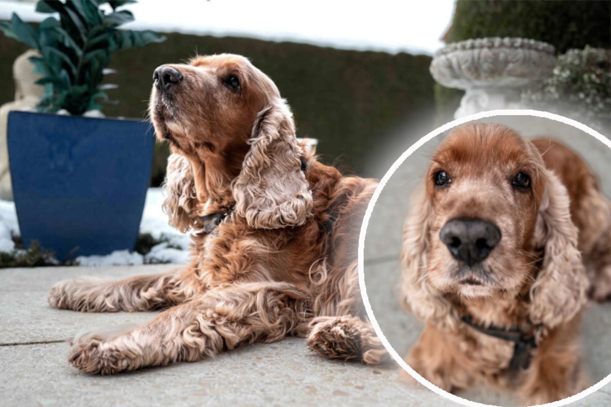 Hunde-Opa plötzlich ganz alleine: Cockerspaniel "Benny" hoff
