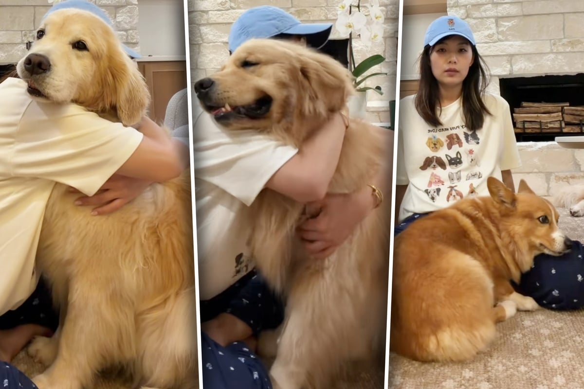 Three dogs have hilarious rollercoaster of reactions to owner's "hug test"