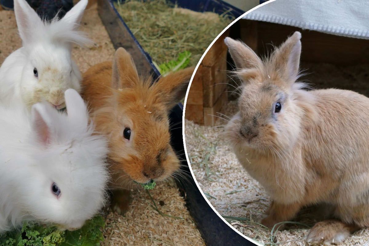 -Gl-cks-B-rchis-Diese-Tierkinder-verdrehen-allen-den-Kopf