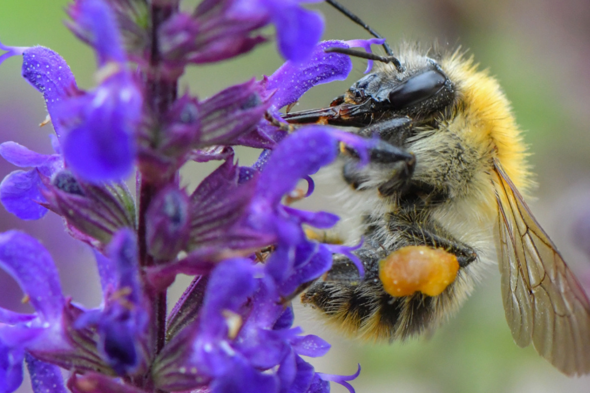 Insektenzählung in Sachsen: Dieser Brummer belegt den Spitzenplatz