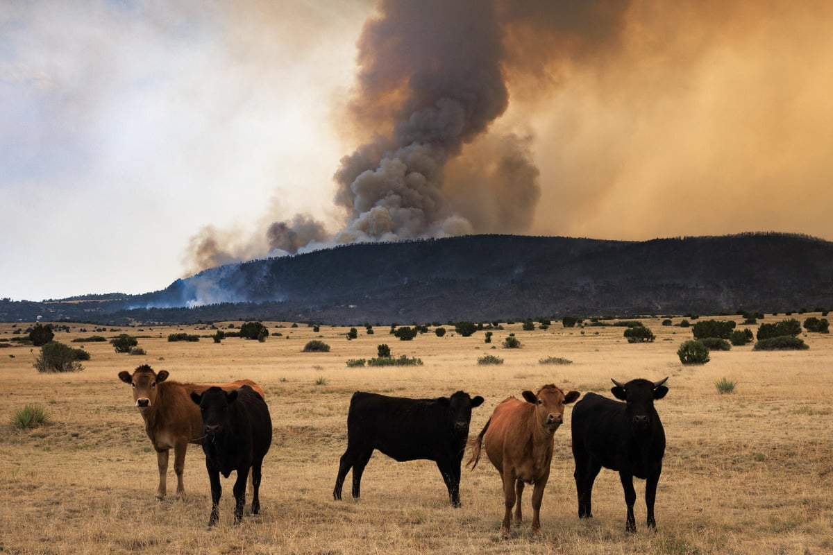 Top science body prepares to drop climate change report as Republicans push back