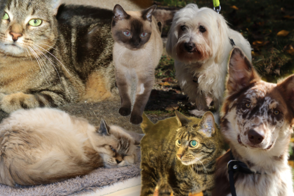 6 Besondere Hunde Und Katzen: Diese Tiere Suchen Dringend Ein Zuhause