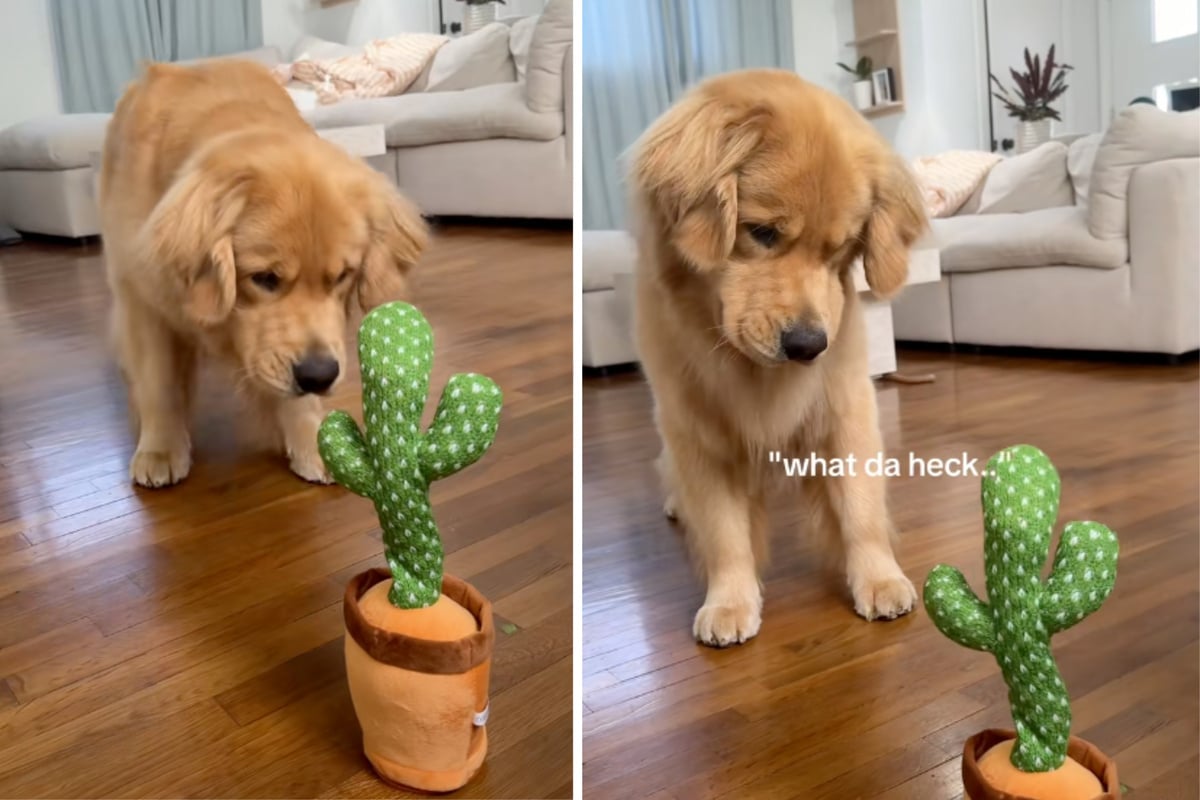 Golden Retriever bekommt neues Spielzeug: Als er diese Funktion entdeckt, bringt er Tausende zum lachen