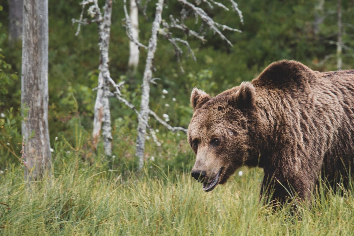Rentner im Todeskampf: 72-Jähriger bezwingt angreifenden Grizzlybären!