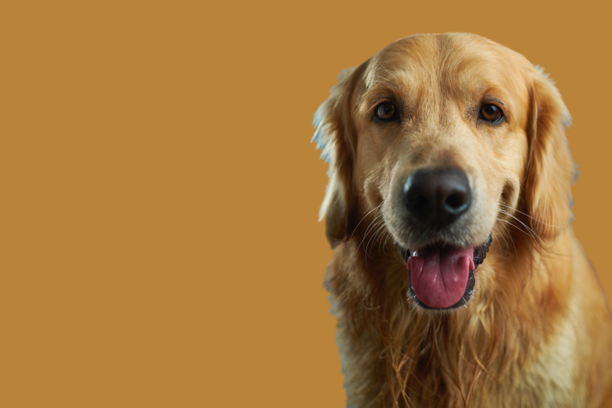 How to pottytrain a dog Everything you need to know about puppy house