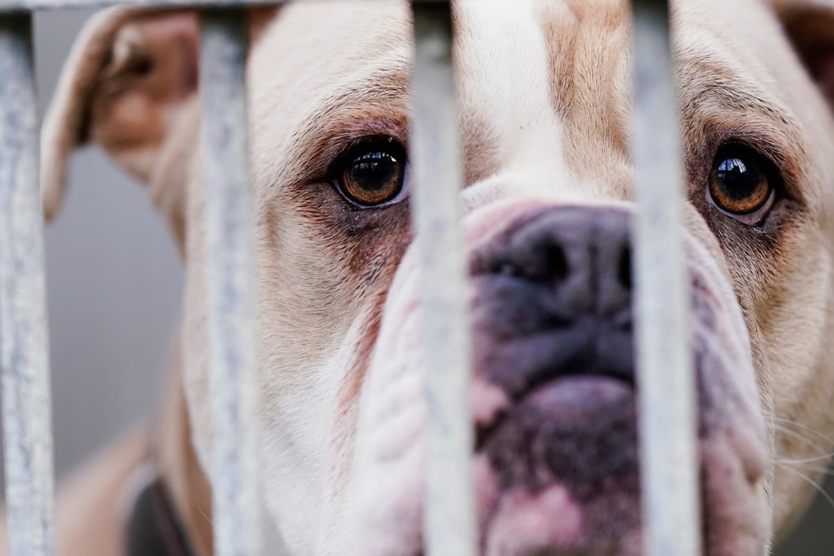 Mann-leblos-in-Stra-engraben-gefunden-Seine-Bulldogge-soll-ihn-get-tet-haben