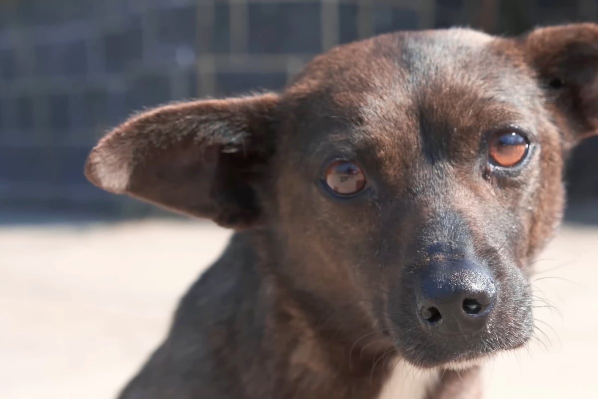 Injured dog's pleading eyes break the hearts of rescuers – can they save her?
