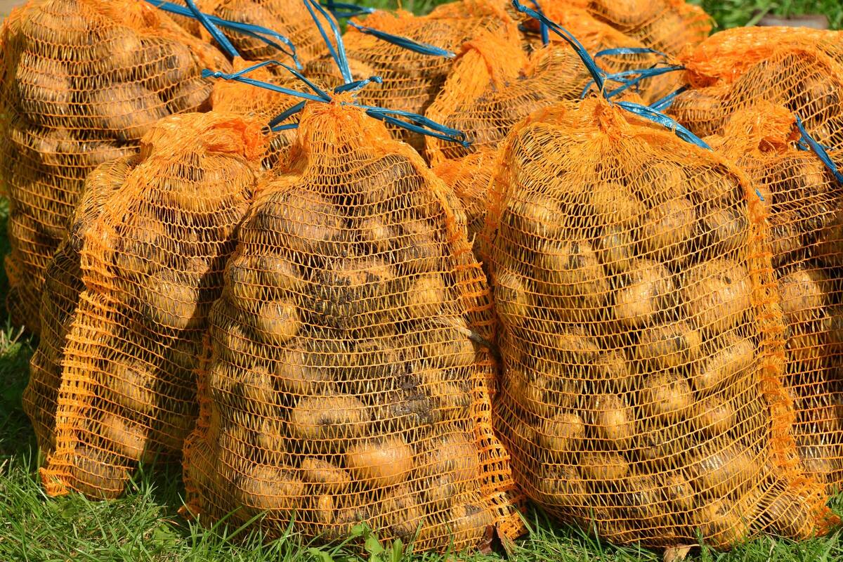 In-Berlin-werden-s-chsische-Kartoffeln-verschenkt