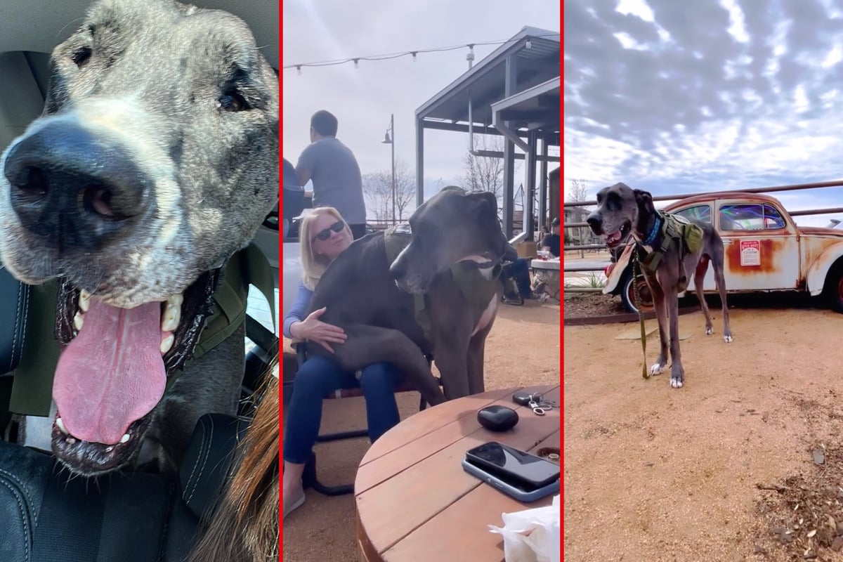 who-was-the-tallest-dog-in-the-world