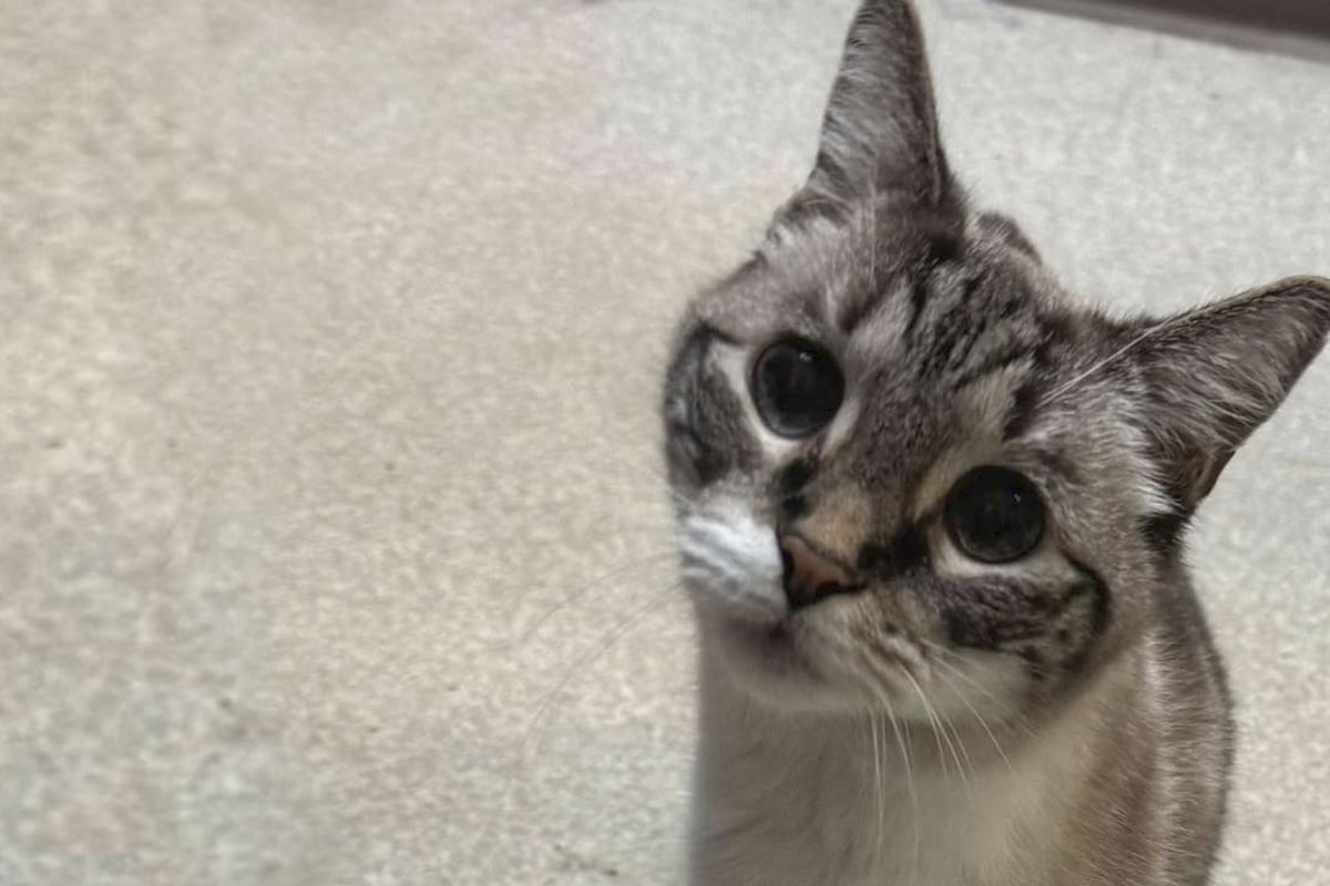 Frau will, dass Katze eingeschläfert wird Als sie den Grund nennt, sind alle schockiert