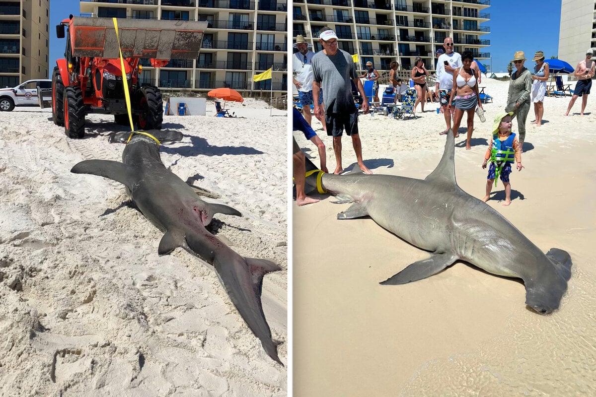 Hammerhead shark washed up on Alabama beach leads to amazing discovery