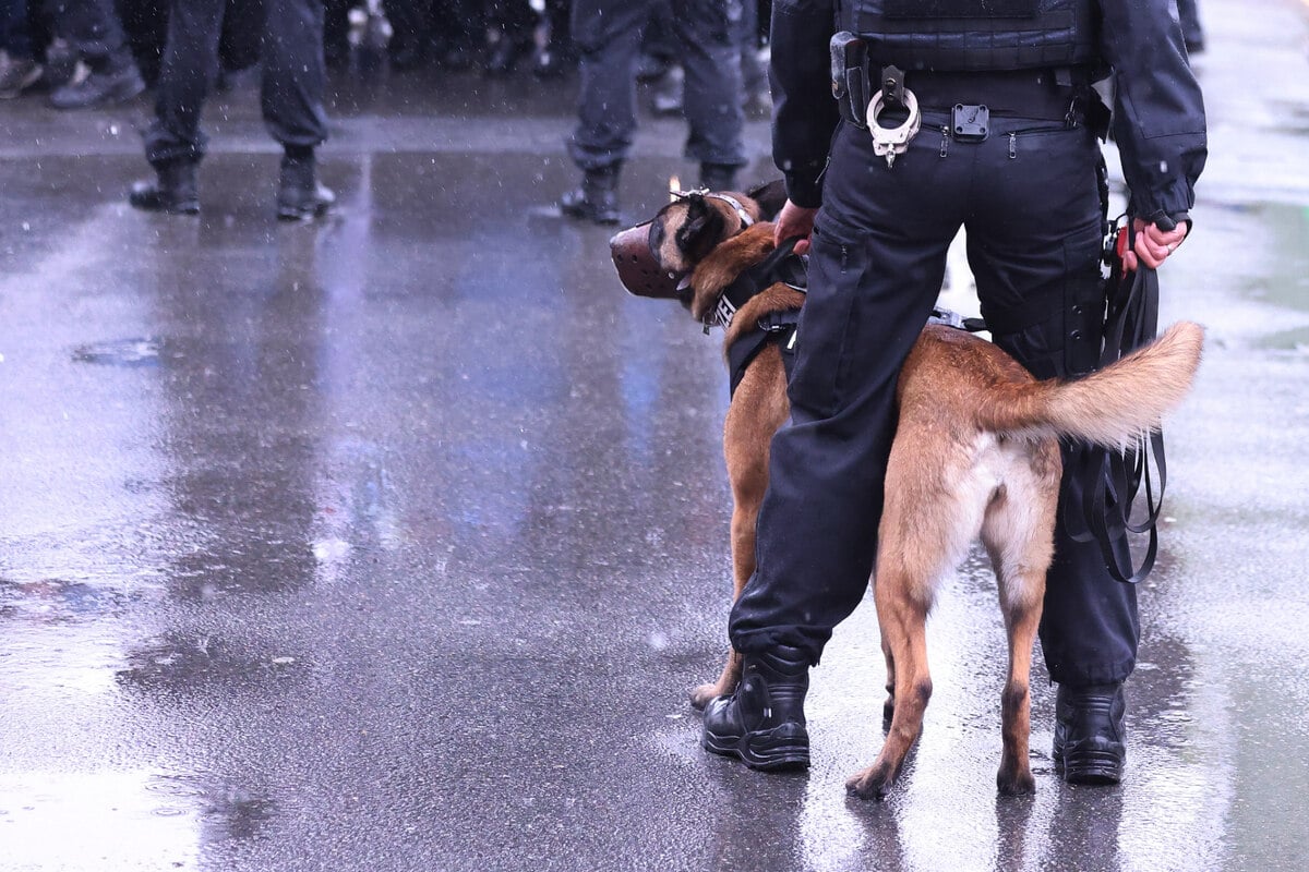 Dog with super nose sniffs out thief in subway shaft