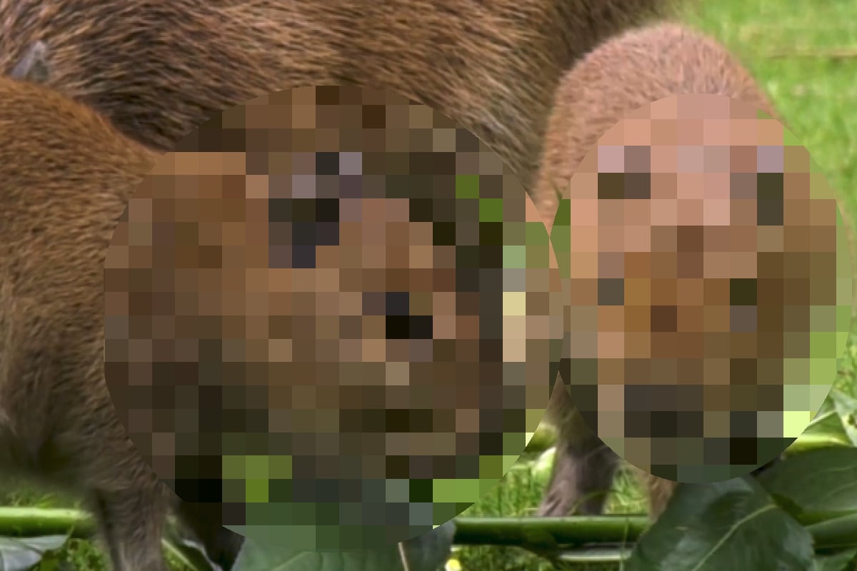 Putziger Zuwachs im Zoo Berlin: "Mischung aus Schwein und Murmeltier"