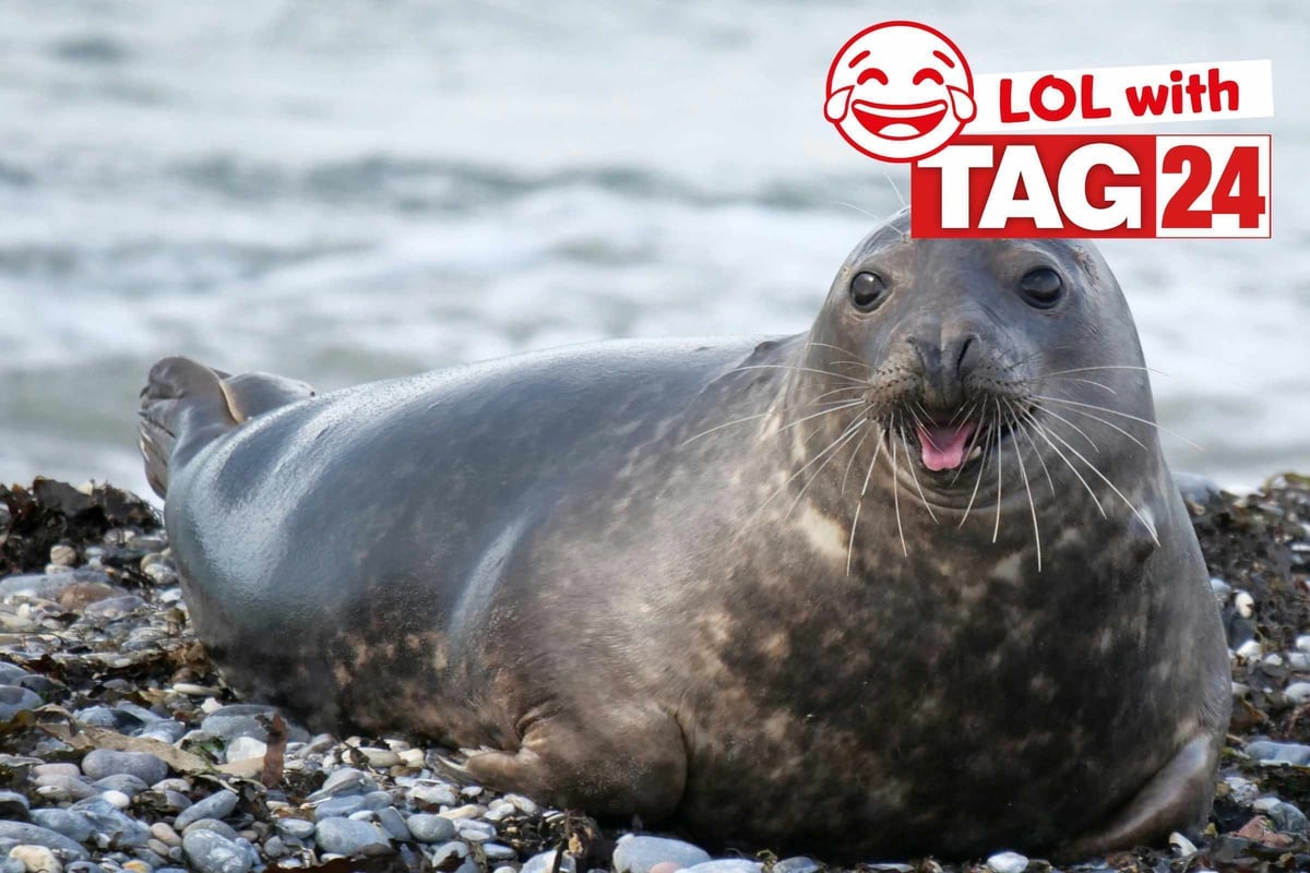 Joke of the Night for January 28, 2026: Some animal antics