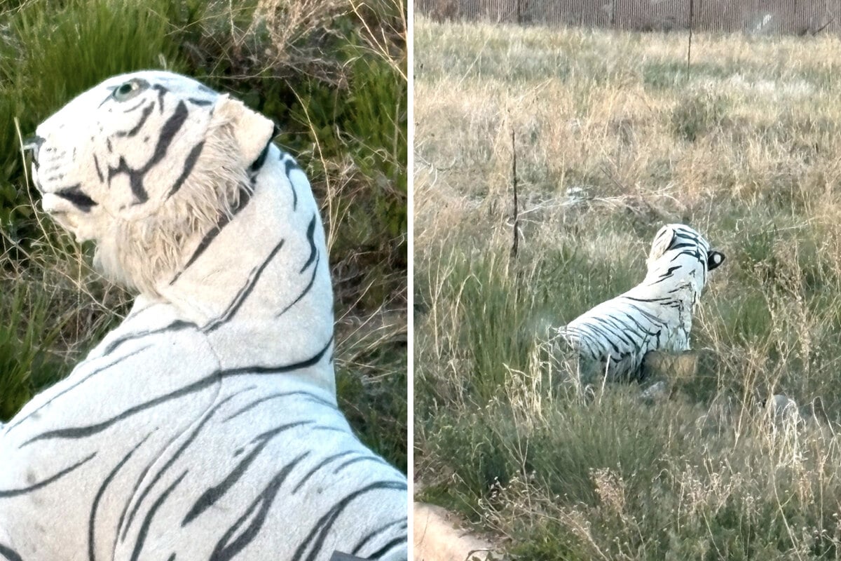 Rescuers rushing in to help after reports of an injured dog met with ...