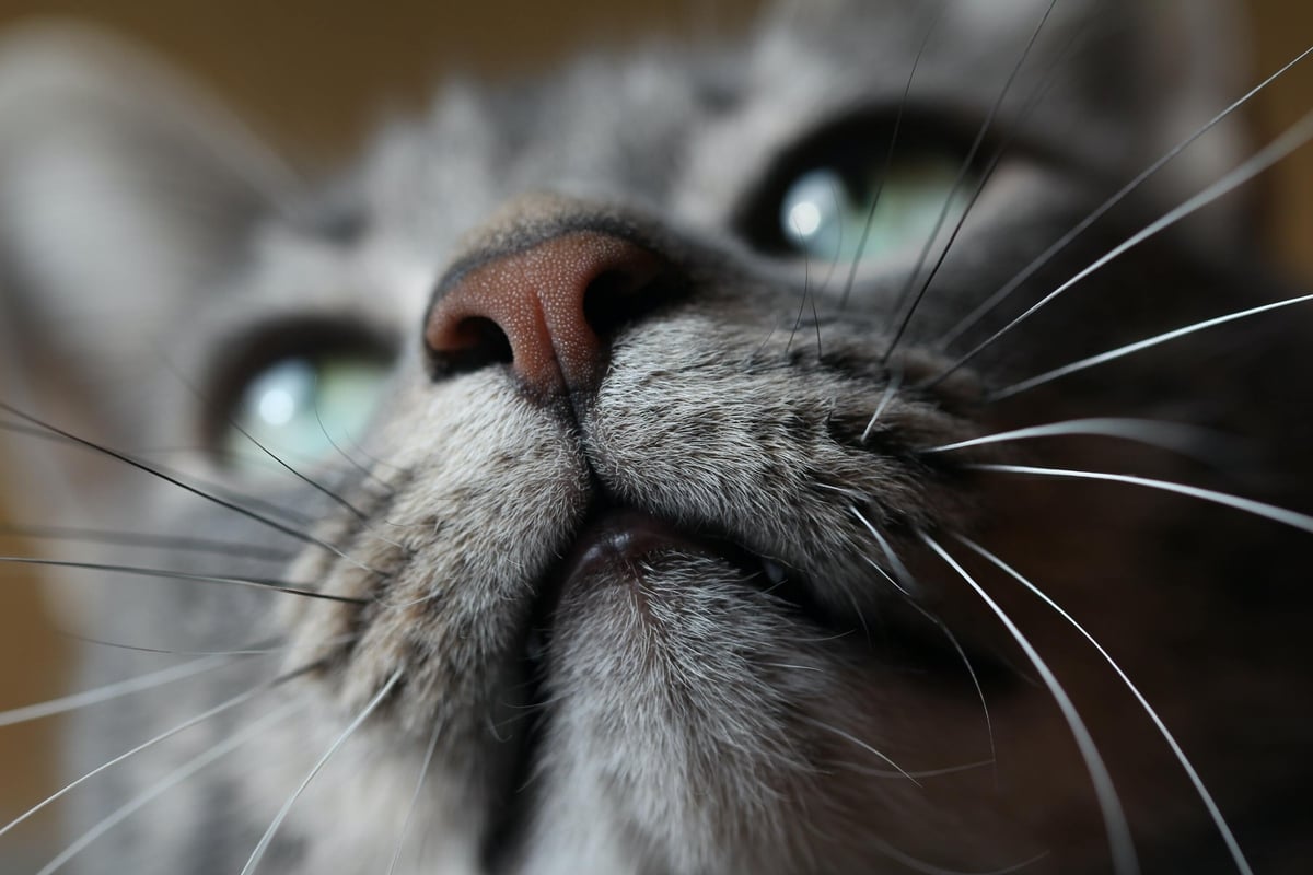 Katzen-Verdufter, Katzen vertreiben mit Duft