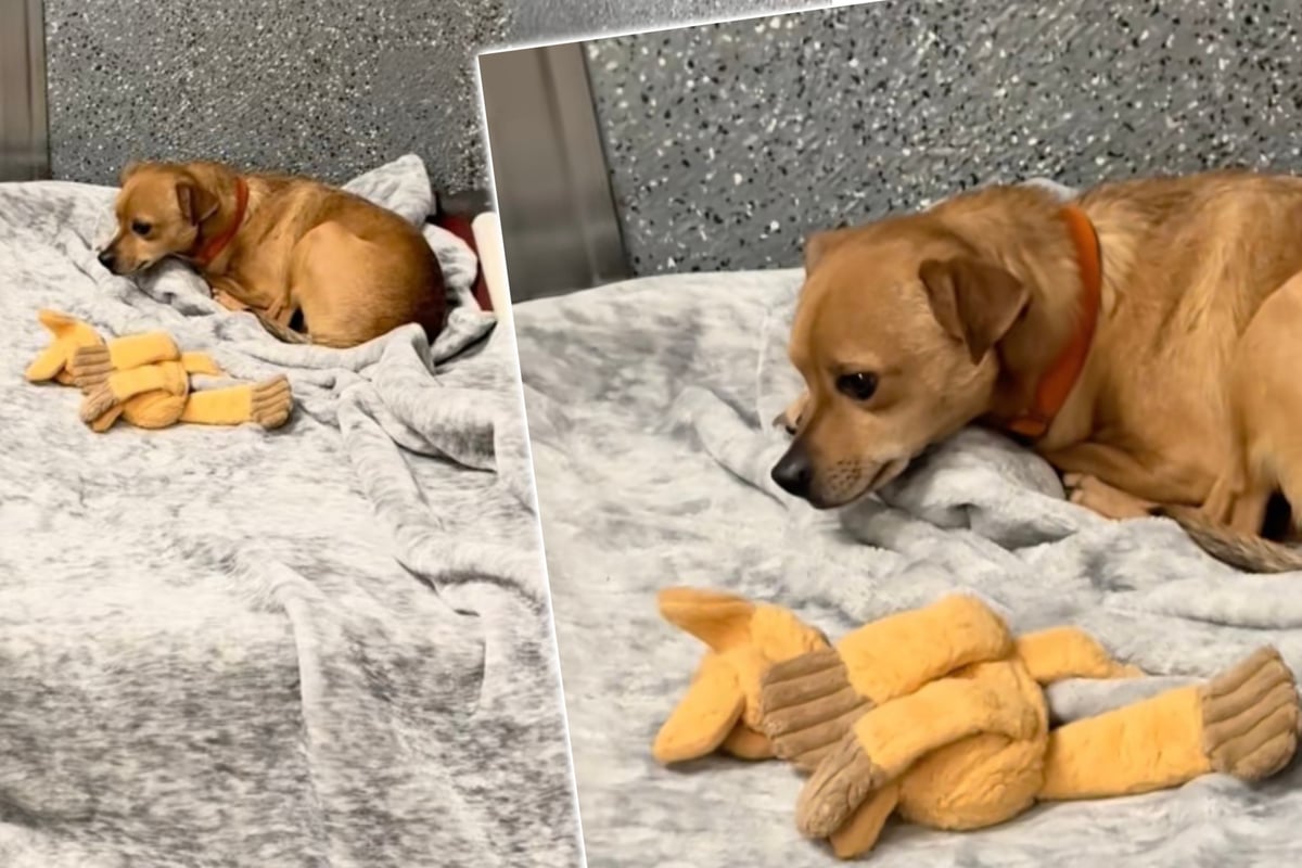 Hund-traurig-Geschwister-werden-adoptiert-doch-er-wartet-noch-immer