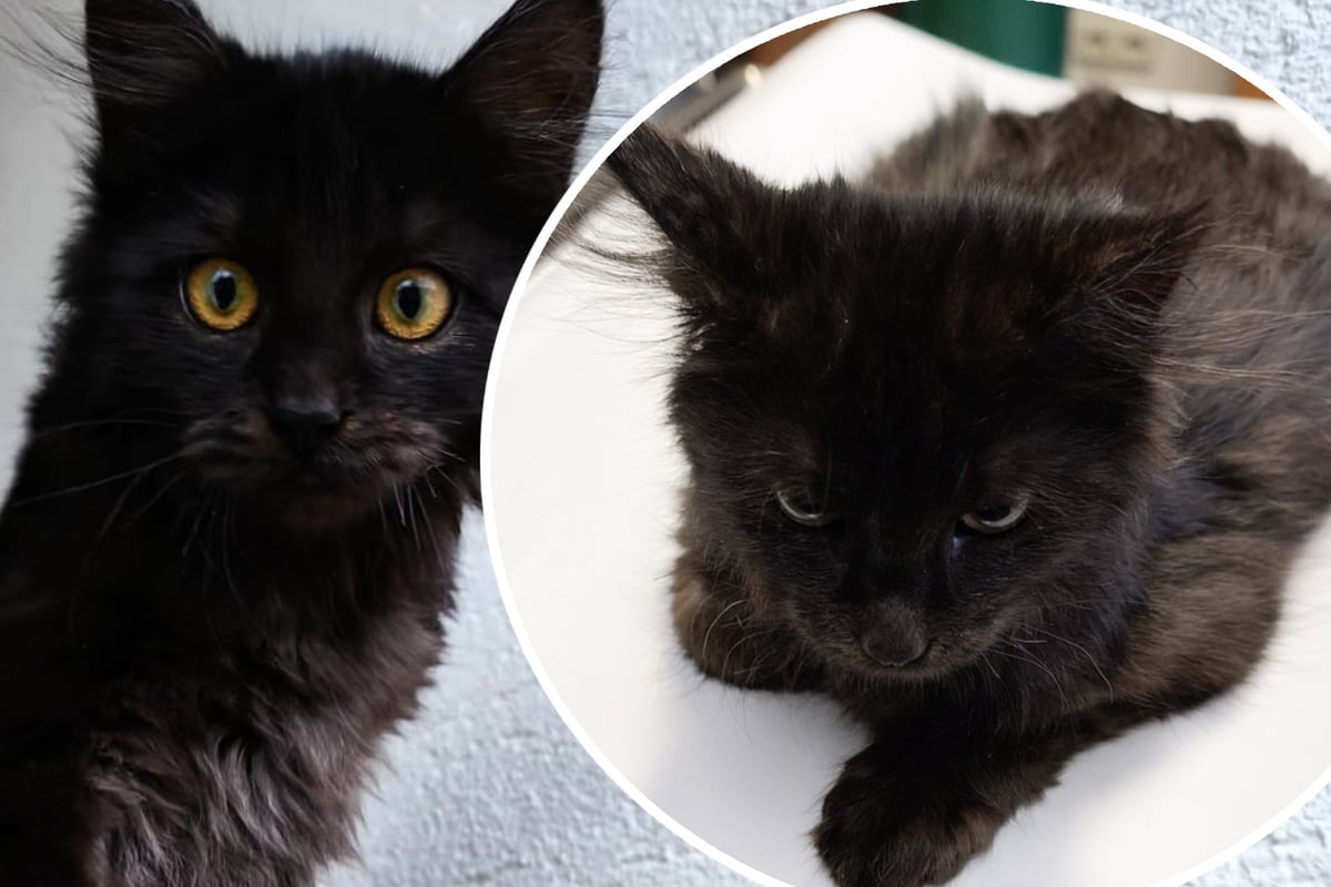 Muss der kleine Kater jetzt sterben? Tierschützer bitten dringend um Hilfe