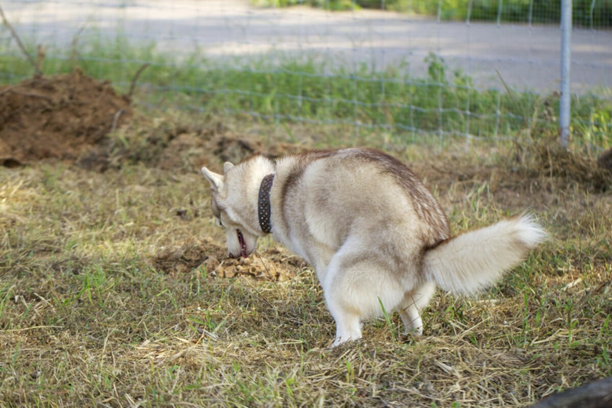 Hund kackt auf Rasen und wird danach beschossen TAG24