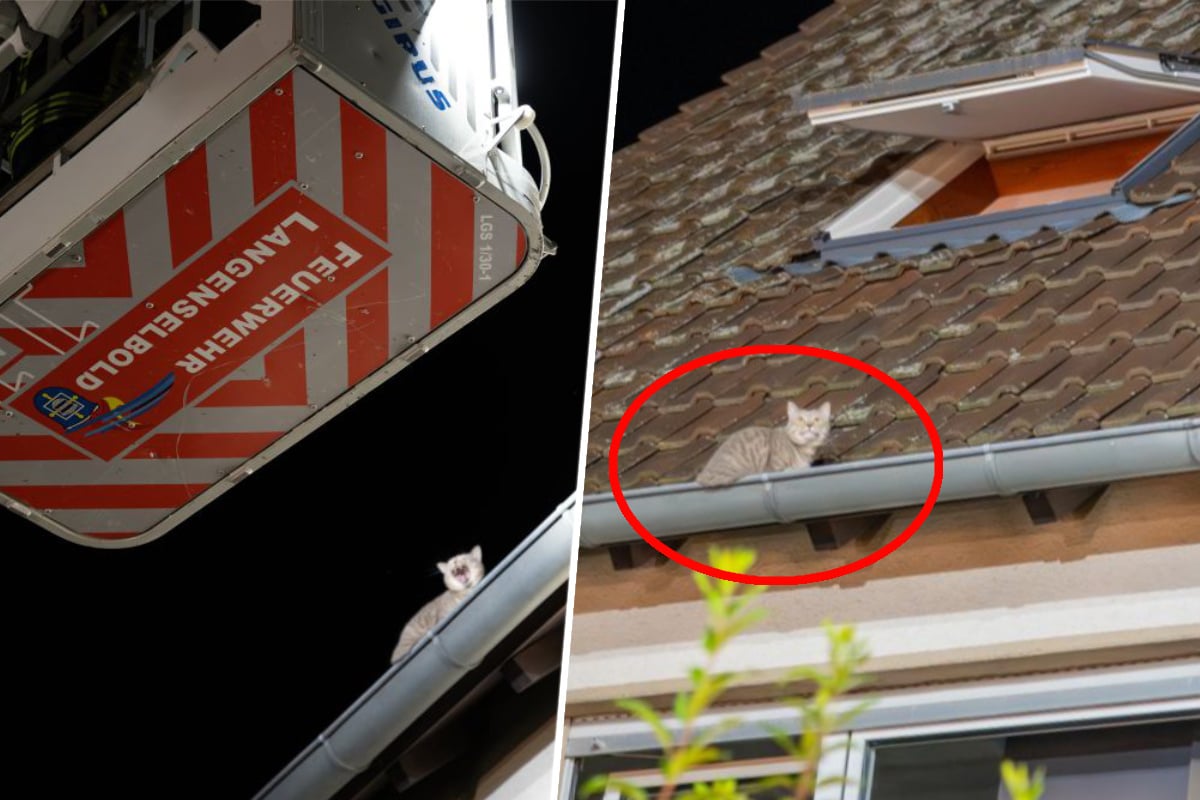 Feuerwehr rettet verängstigte Katze vom Dach eines dreistöckigen Gebäudes