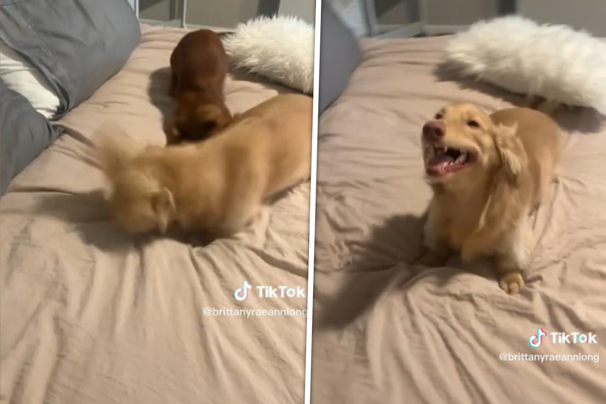 cute-dachshund-dog-sneezes-while-getting-pestered-by-the-crackhead