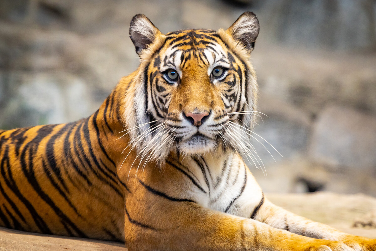 Tiger-Baby-Zwillinge erblicken im Berliner Tierpark das Licht der Welt