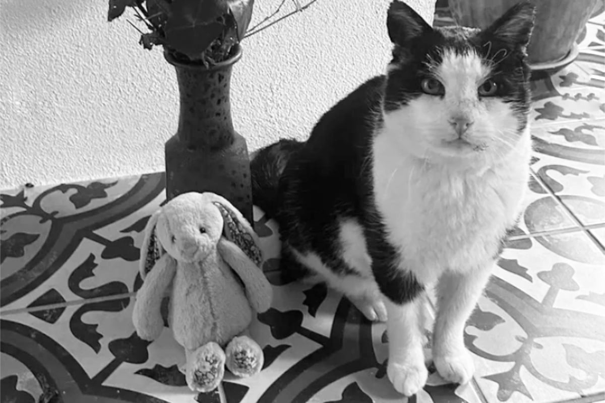 Nach-dramatischem-Appell-fand-er-ein-Zuhause-Sorgen-Kater-muss-erl-st-werden