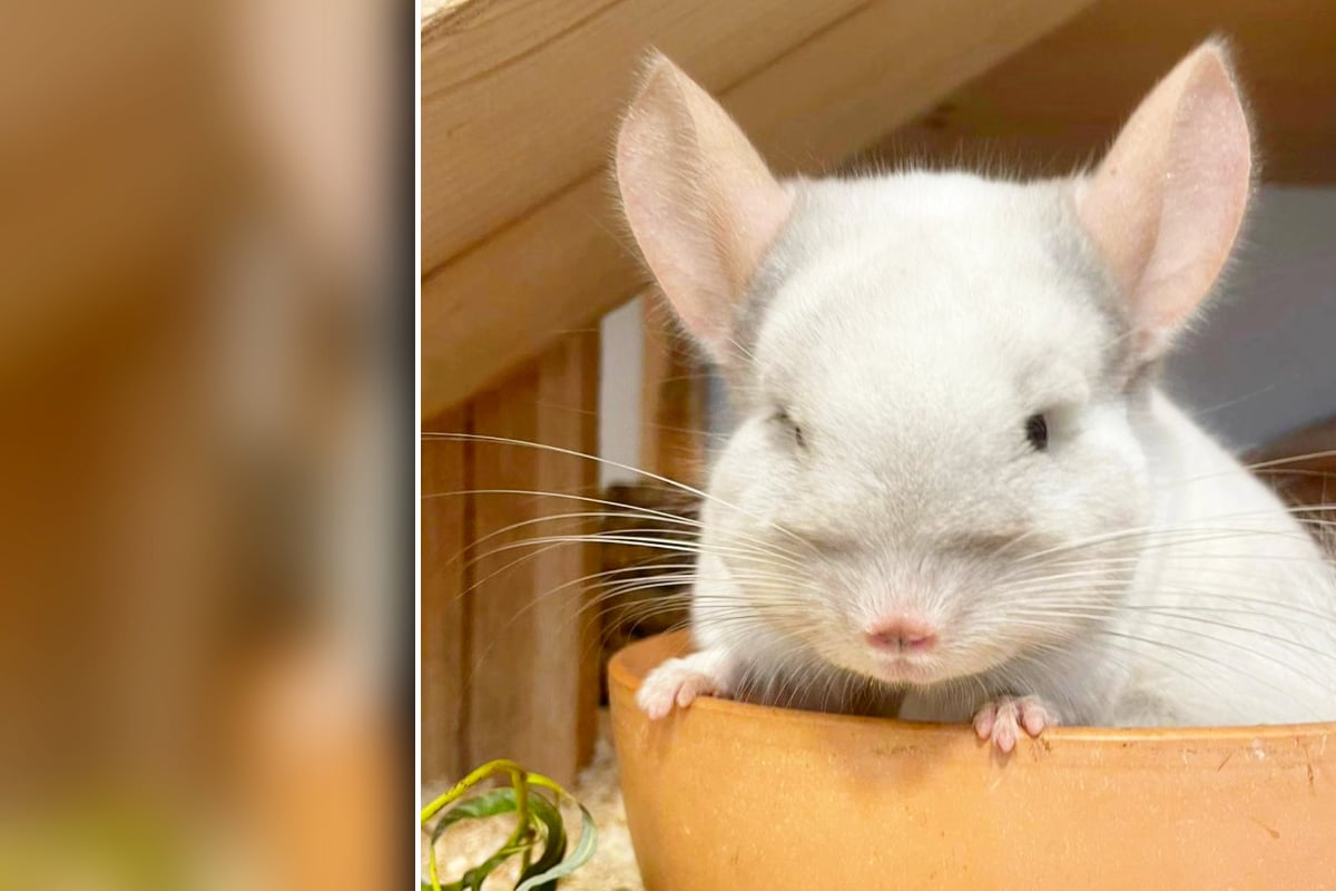 Seltenes-Handicap-Deshalb-darf-Chinchilla-Piccolino-niemals-in-die-Sonne