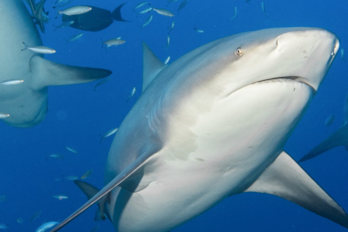 mutige-aktion-rettet-leben-mann-berlebt-knapp-hai-angriff