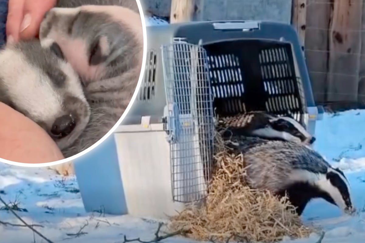 Neuzugang-im-Wildgehege-Moritzburg-Zwei-junge-Dachse-erkunden-ihr-neues-Zuhause