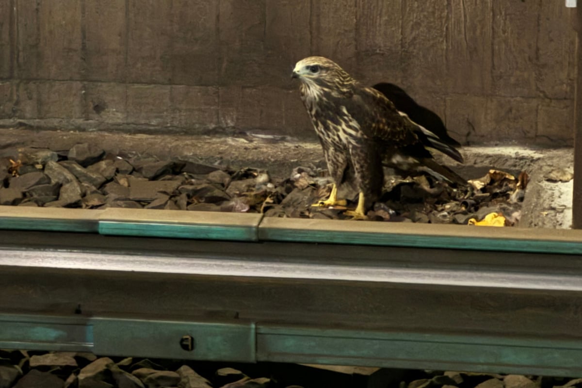 Tierische Rettungsaktion: Falke verirrt sich in S-Bahn-Tunnel