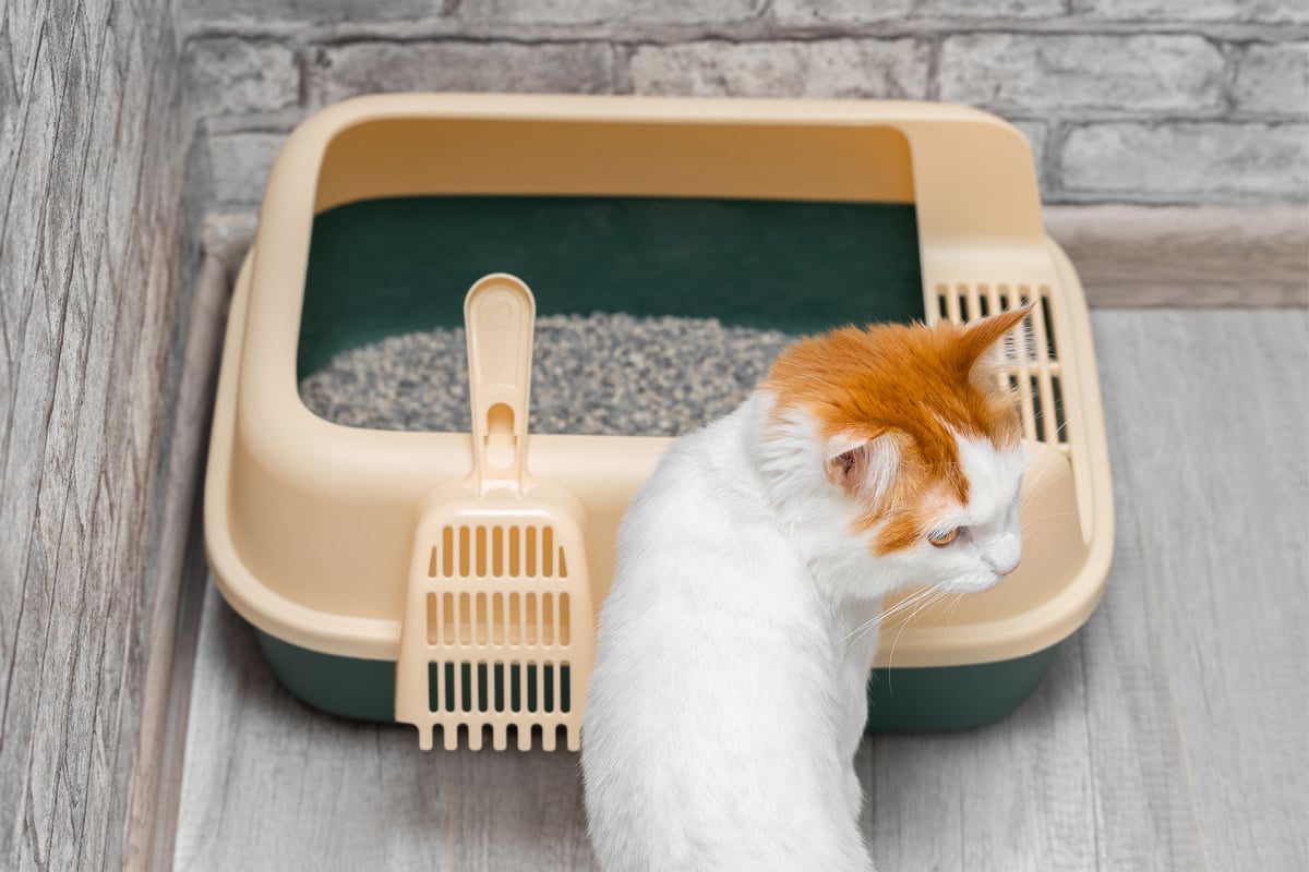 Why is my cat not pooping?