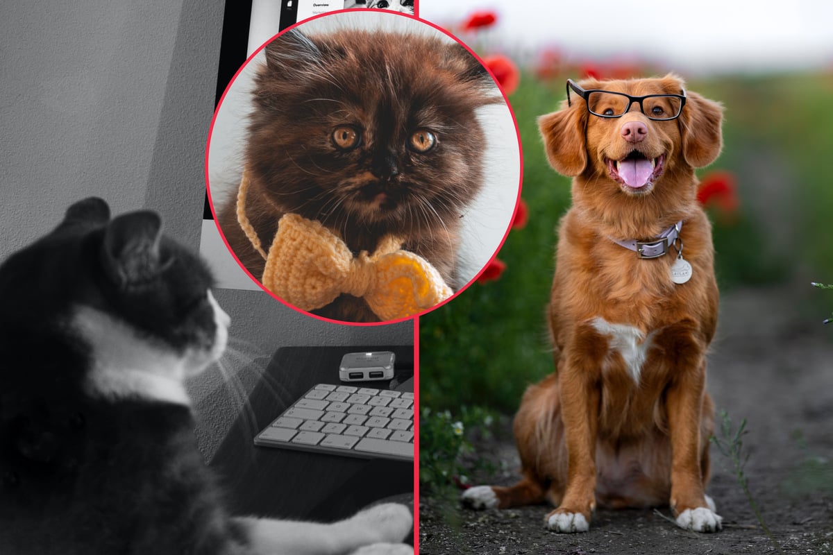 Are cats smarter than dogs?