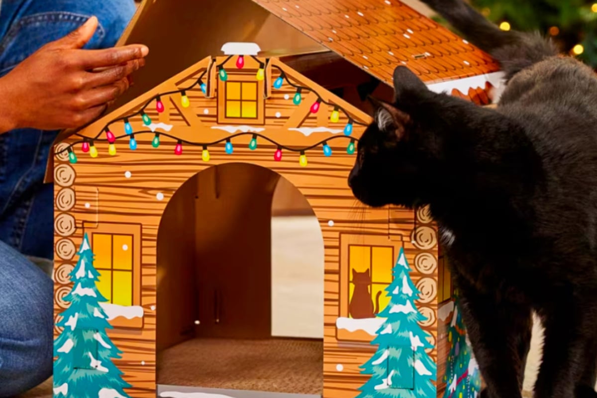 So cute! Chewy's deals on Monday, December 8 are really purr-fect - TAG24