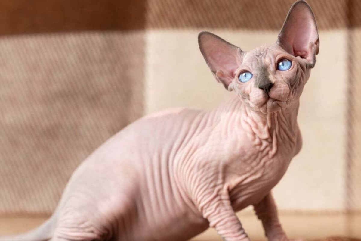 No hair? Don't care! Everything you need to know about the wonderfully ...