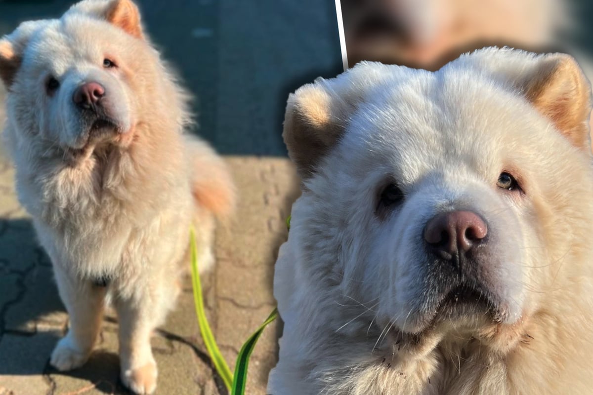 Junger Chow Chow wurde immerzu bedrängt, dann biss er zu Wer gibt ihm