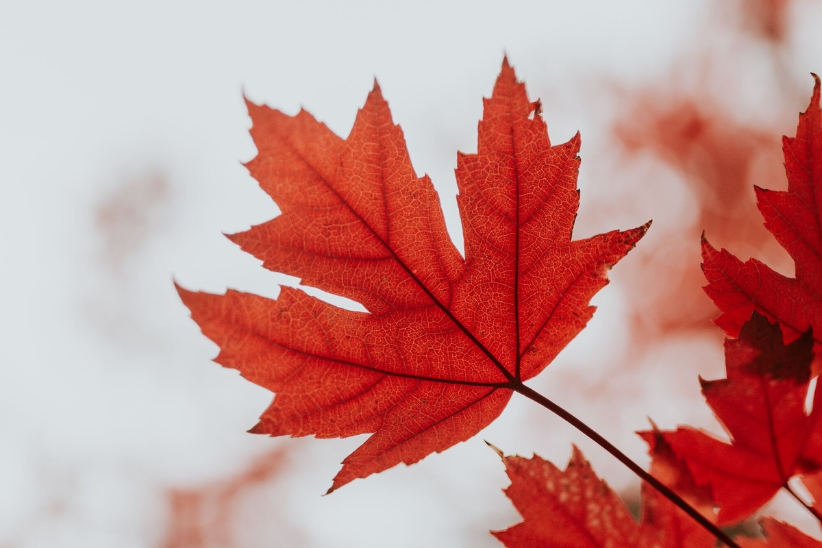 Leaf peeping 2023: When and where to find the most spectacular fall foliage