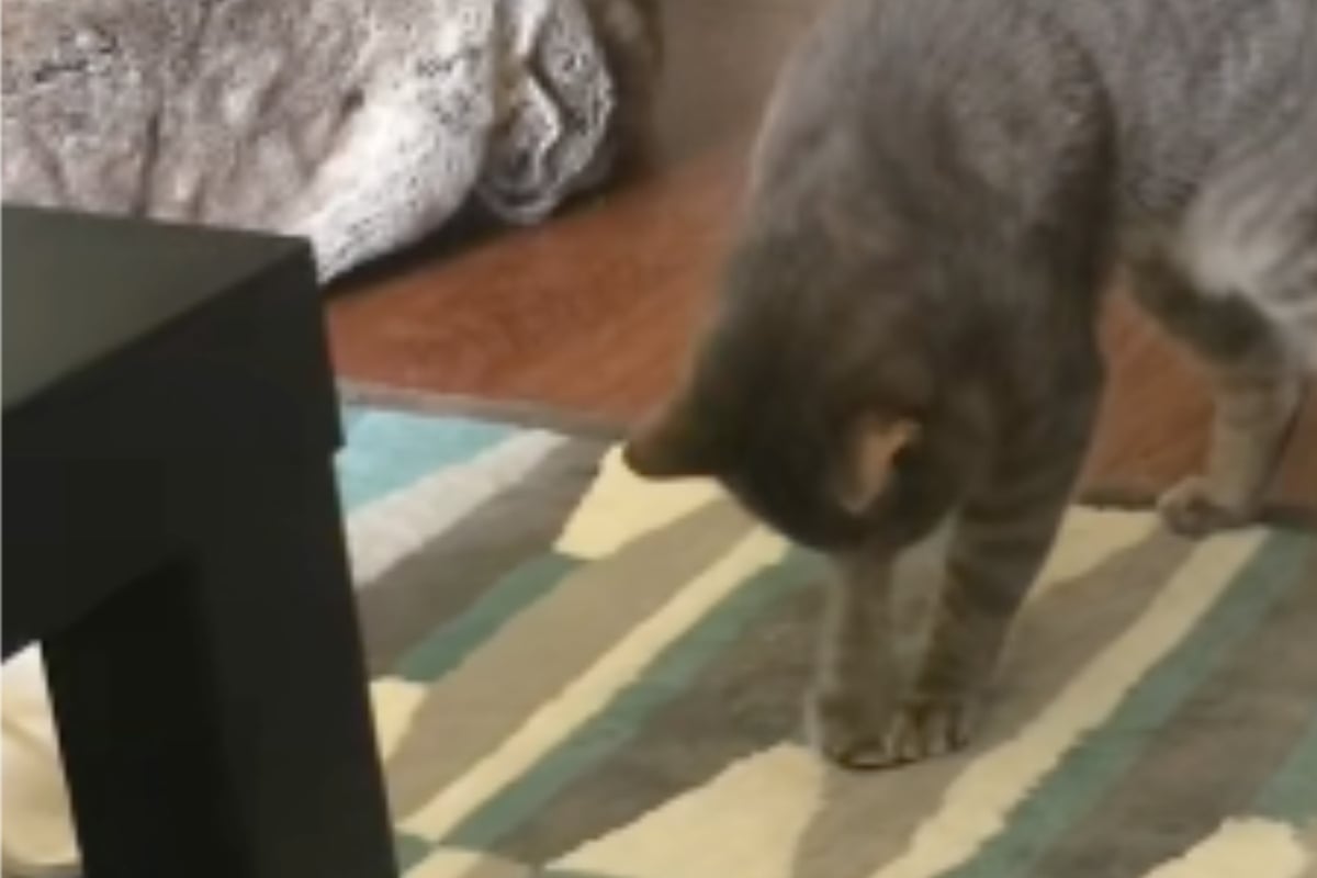 Als-Mann-sieht-was-seine-Katze-da-macht-klappt-ihm-die-Kinnlade-nach-unten