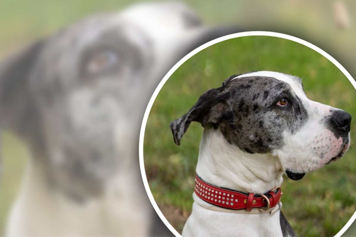Hündin verliert nach Todesfall ihr Zuhause: Verschmuste Dogge sucht liebevolle Besitzer