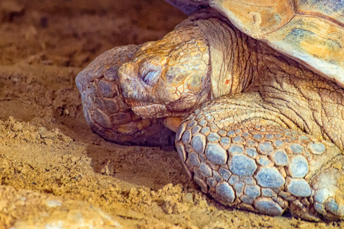 Schildkröten Winterschlaf - So überwintern Schildkröten