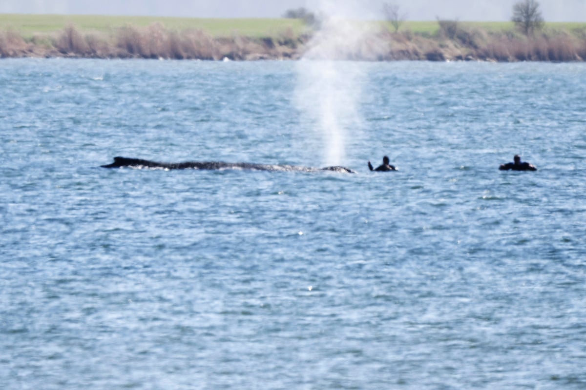 Sterbender Buckelwal in der Ostsee: Retter sind 