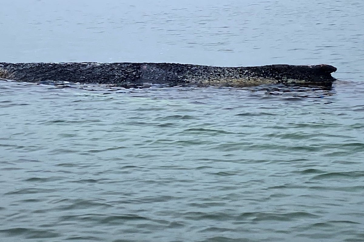 Befreiter Buckelwal ist wieder gestrandet: Experten raten, das Tier erstmal in Ruhe zu lassen